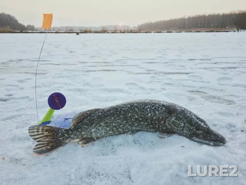 Pike — Ternopіlska oblast, Jan 24, 2017, 8:20 AM