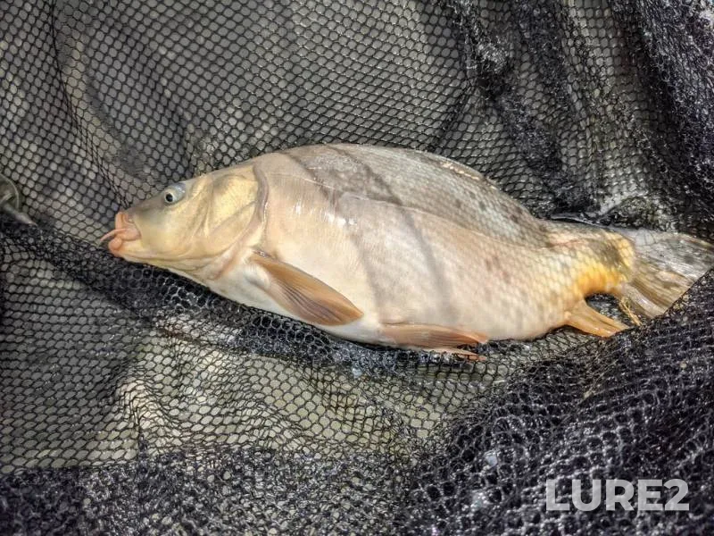 Perch, Pike — Mukhavets, Dec 27, 2023