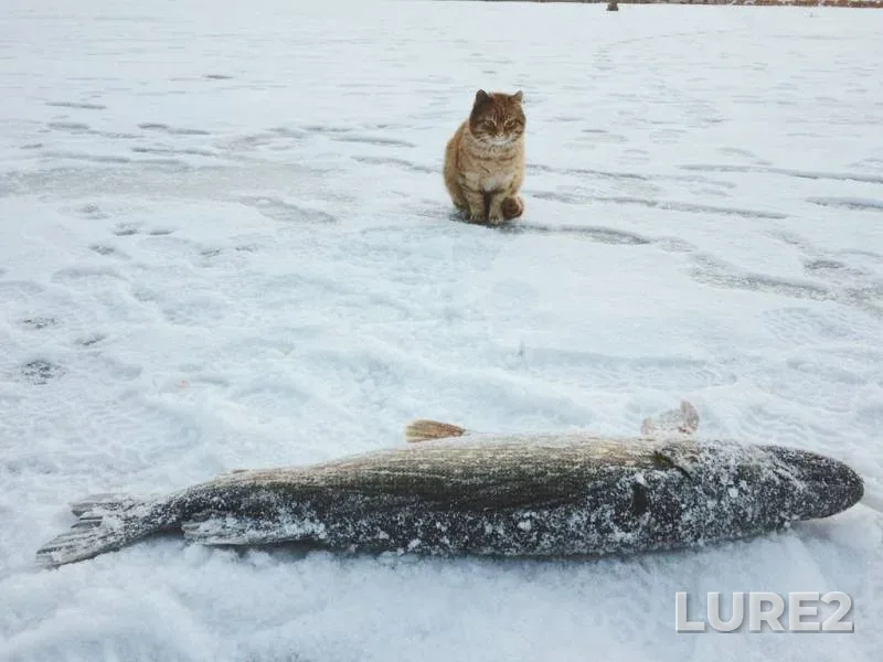 Bream — Matsovka, Jan 11, 2024