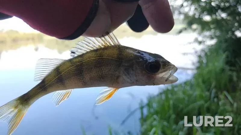 Perch — Ternopіlska oblast, Sep 06, 2020, 10:03 AM