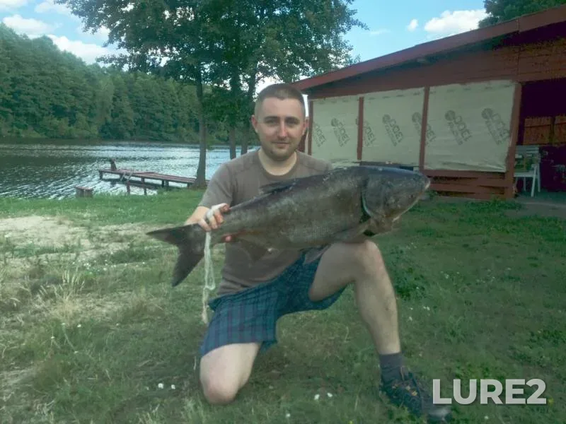 Silver carp — Rіvnenska oblast, Jul 30, 2017, 3:56 PM