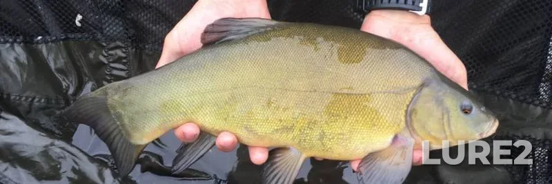 Tench — Volinska oblast, Jul 15, 2018, 10:06 AM