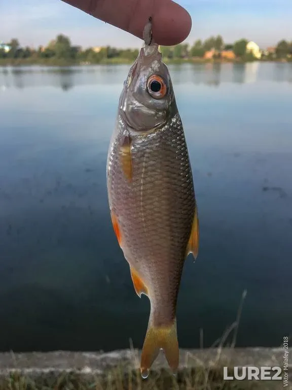 Roach — Basov Kut, Sep 12, 2018, 8:27 AM