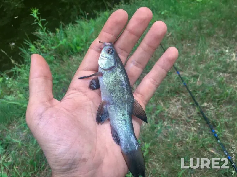 Tench — Rіvnenska oblast, Jul 12, 2019, 4:48 PM