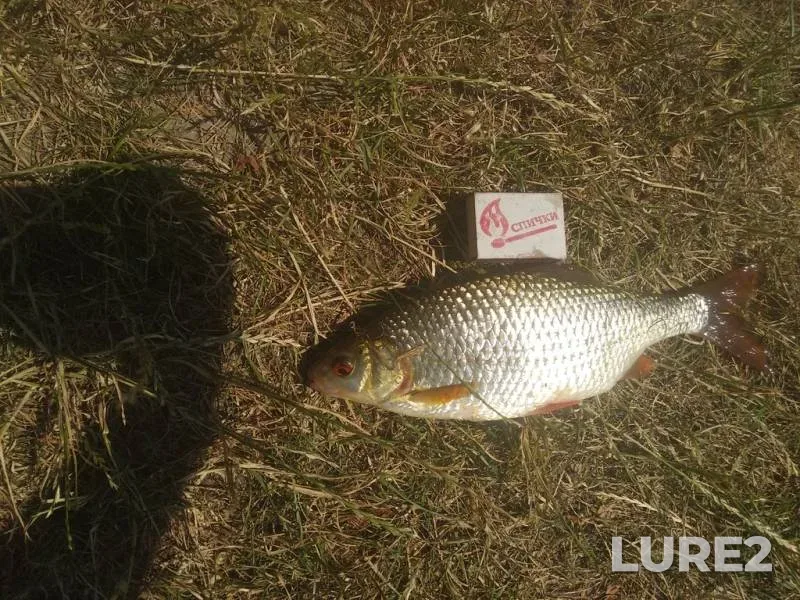 Crucian carp — Khrennikovskoye, Jul 07, 2019, 12:15 PM