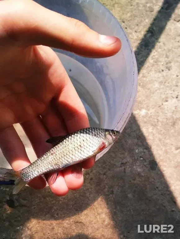 Roach — Rіvnenska oblast, Jul 22, 2019, 11:35 AM