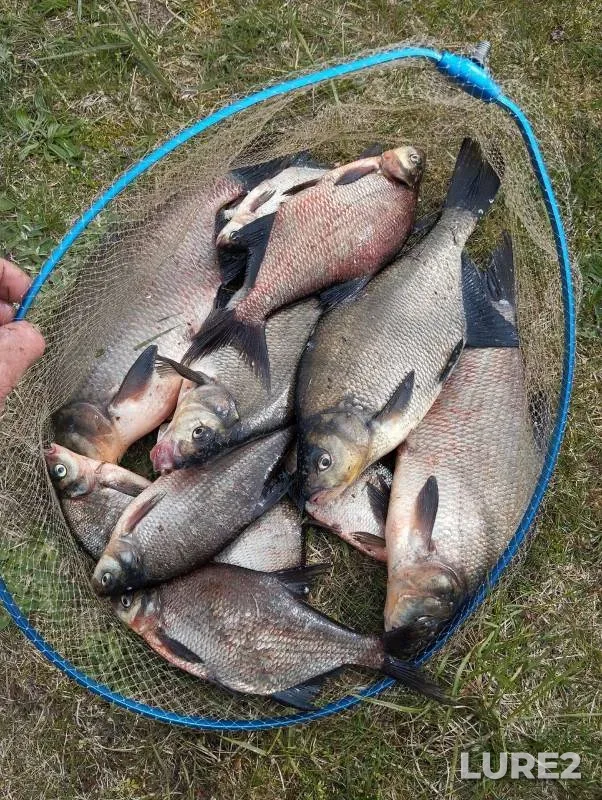 Pike — Chelyabinskaya oblast, Troitskiy rayon, Mar 07, 2023