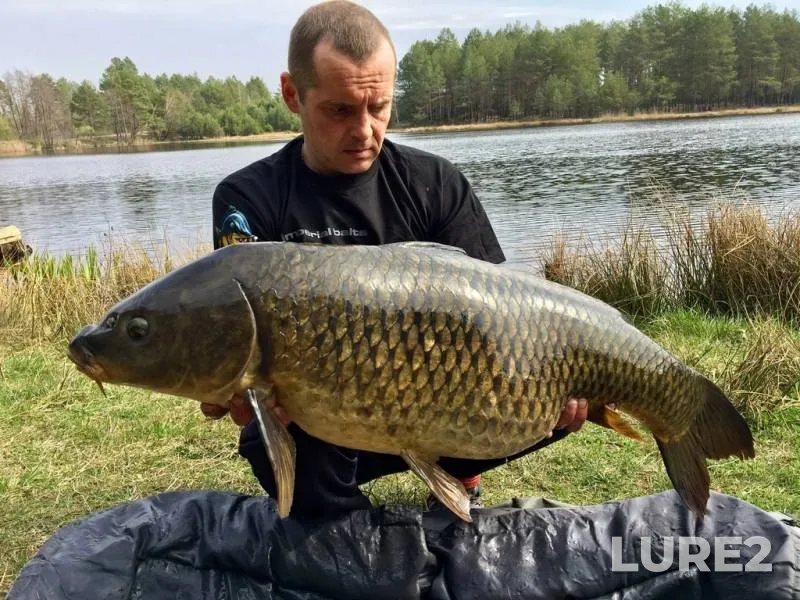 Carp — Zhitomirska oblast, Apr 11, 2019, 1:59 PM