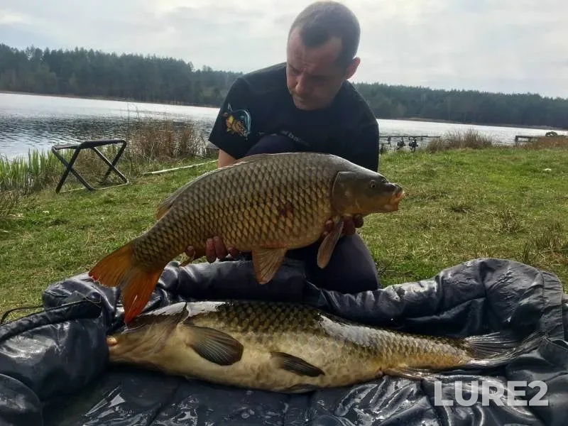 Carp — Zhitomirska oblast, Apr 11, 2019