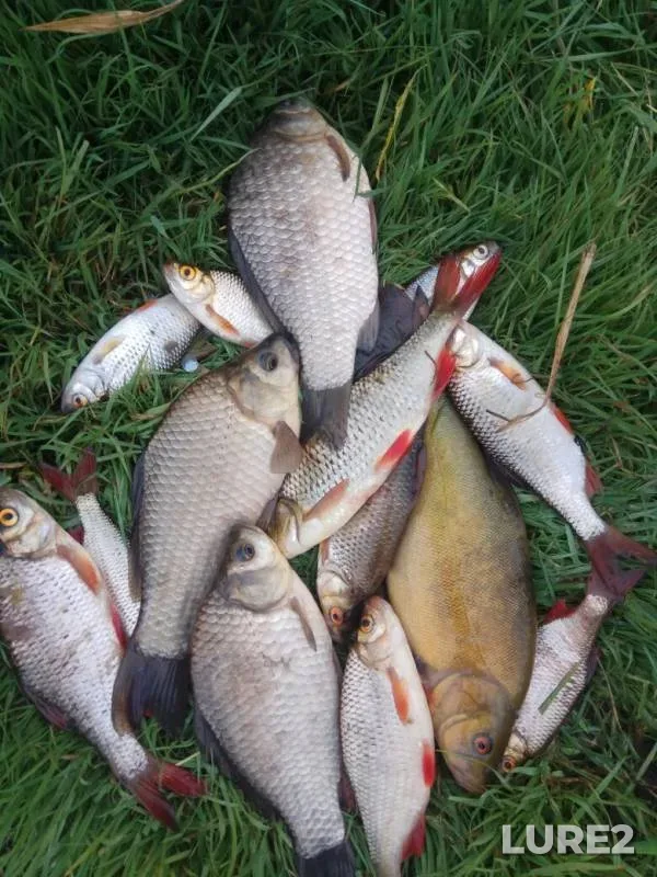 Crucian carp, Rudd — Sporovskoye, Jun 23, 2020