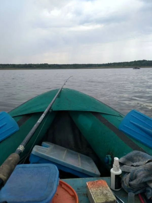 Лещ, Густера