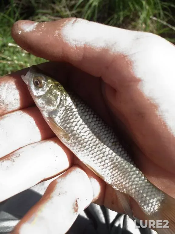 Bream, Perch — Mukhavets, Jul 05, 2021