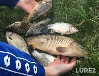 Carp, Crucian carp — Volinska oblast, May 01, 2017
