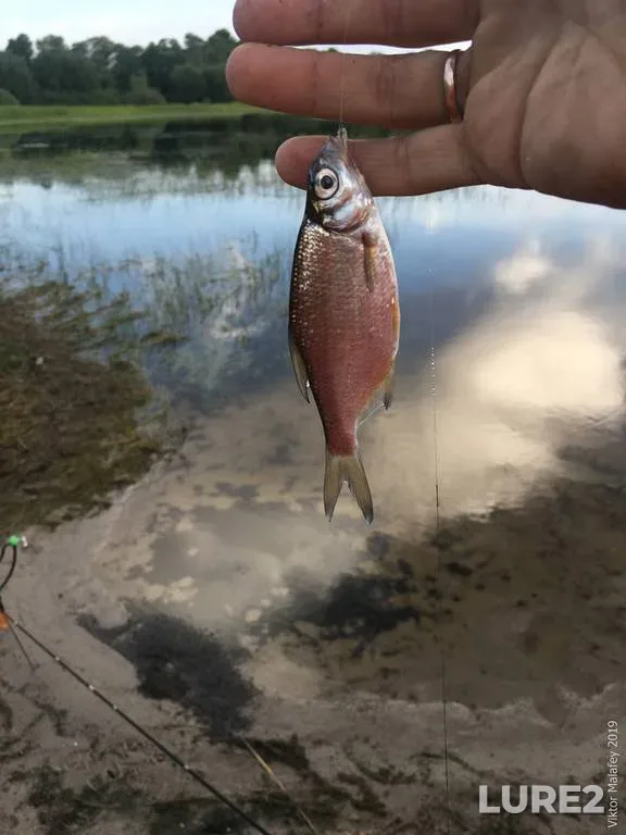 White bream — Lyubyaz, Jun 30, 2019, 6:19 AM