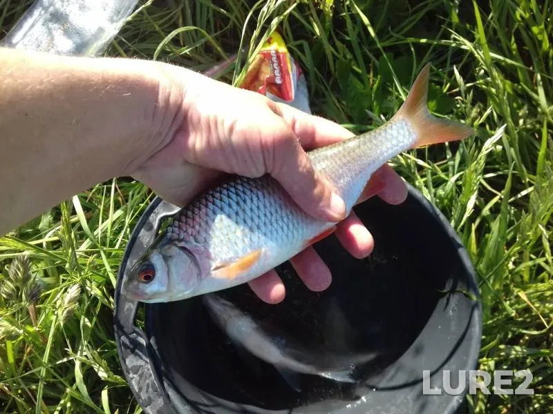 Roach — Volinska oblast, May 28, 2018, 9:01 AM