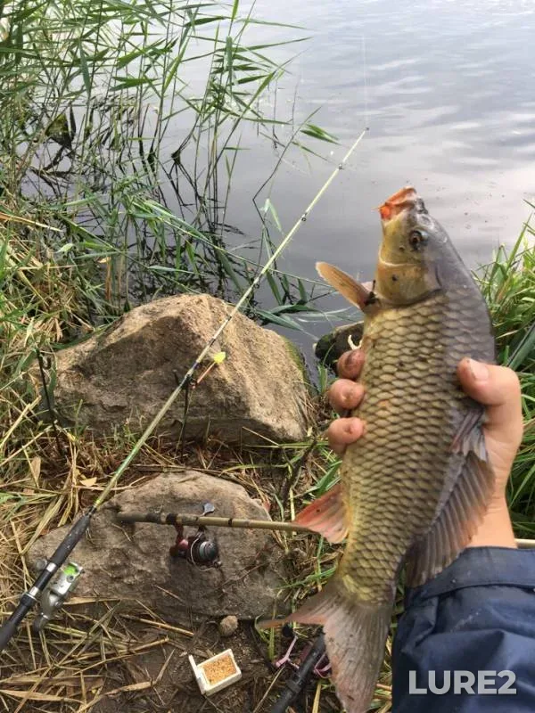 Carp — Ingulets, Sep 16, 2018