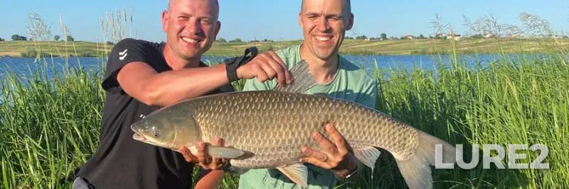 Grass carp — Lvіvska oblast, Jul 10, 2020, 7:41 PM