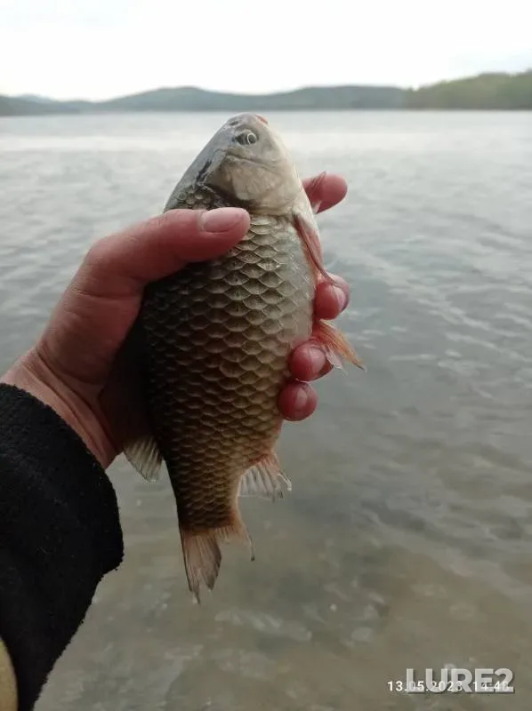 Crucian carp — Malyy Syrostan, May 15, 2023