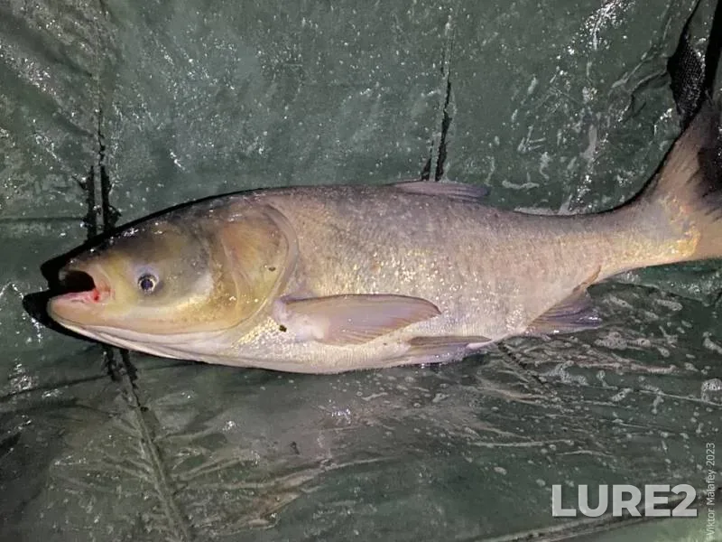 Bream, Roach — Vileyskoye, Feb 06, 2023