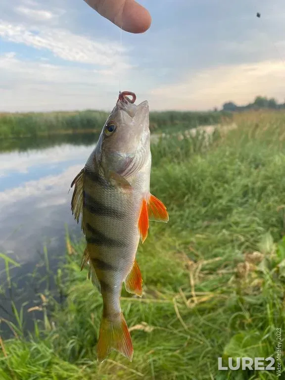 Perch — Rіvnenska oblast, Jul 06, 2023, 7:08 AM