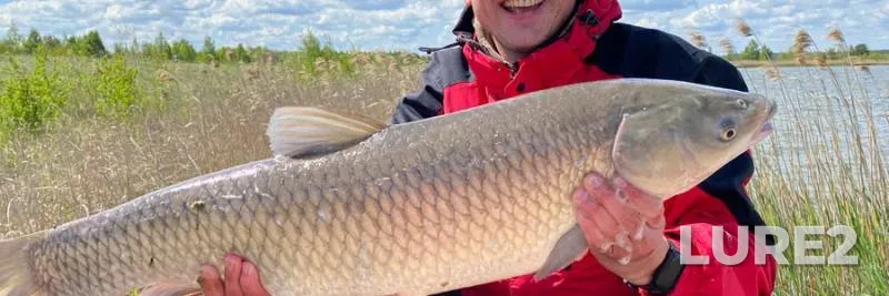 Bream, Roach — Svisloch, Apr 23, 2023