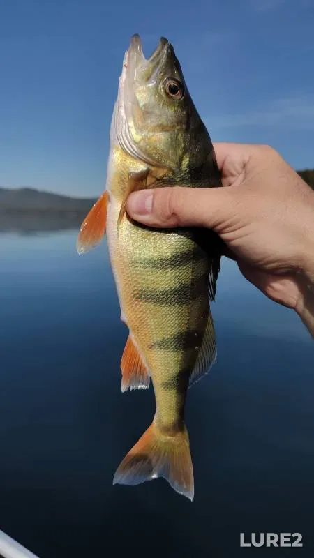 Perch — Turgoyak, Aug 14, 2023