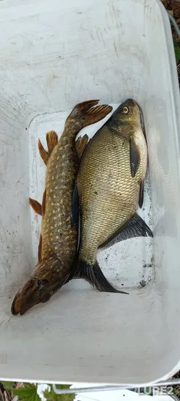 Bream, Pike — Kovalevka, May 02, 2023
