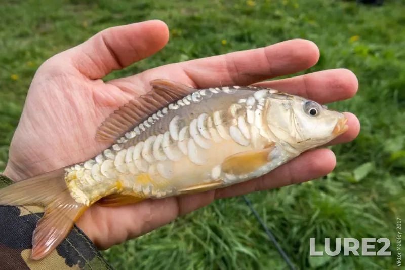 Carp — Rіvnenska oblast, May 03, 2017, 7:26 PM