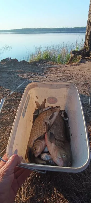 Лещ