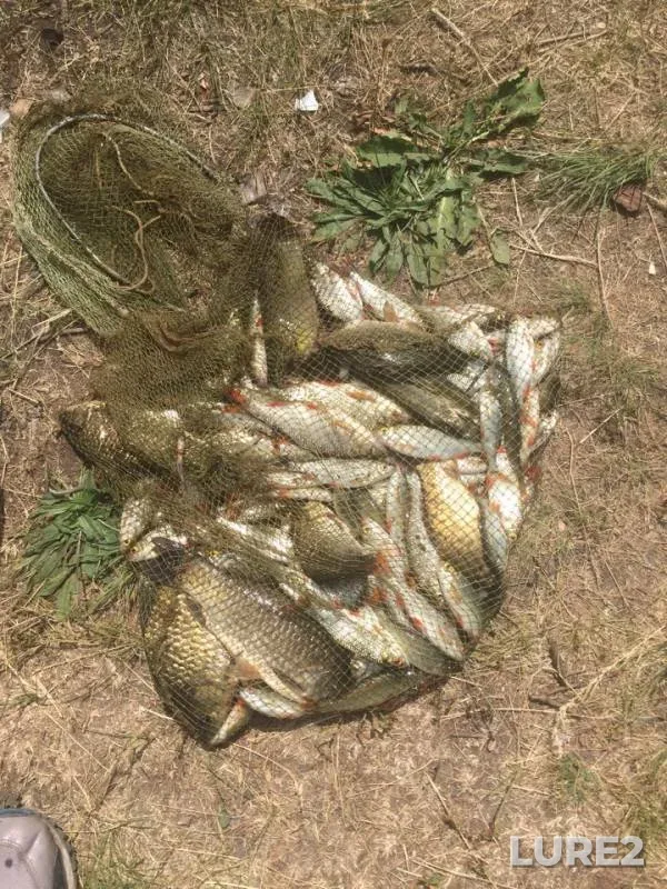 Crucian carp, Roach — Ingulets, Jun 18, 2018