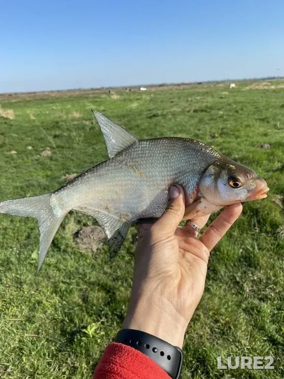 Bream — Rіvnenska oblast, May 10, 2020, 8:41 AM