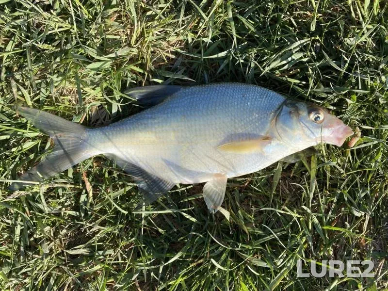 Bream, Perch — Ptich, May 29, 2023
