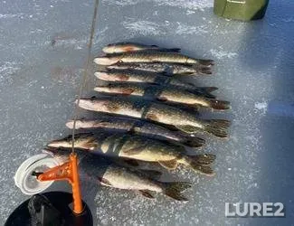 Perch, Pike — Lvіvska oblast, Dec 04, 2023