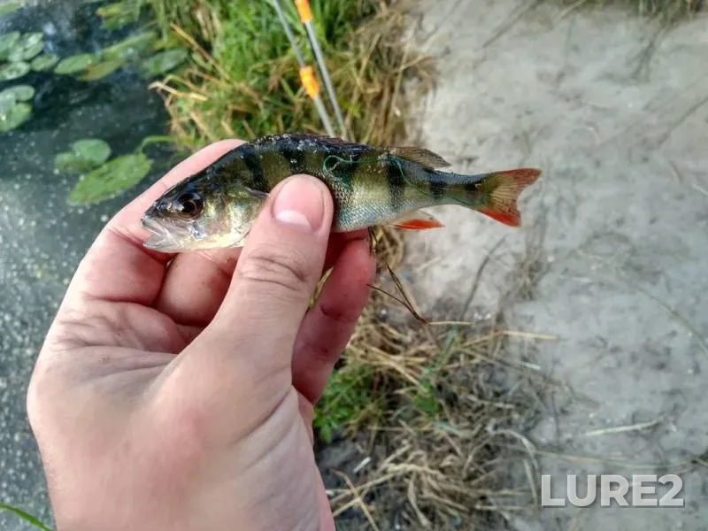Bream, Wels catfish — Svisloch, Aug 09, 2023