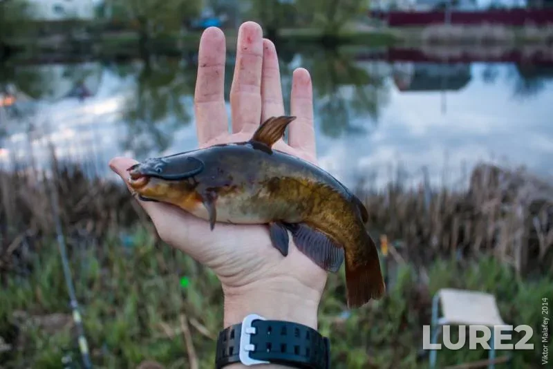 Perch — Argazinskoye, Nov 27, 2023