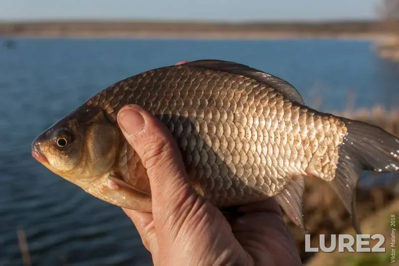 Bream, Roach — Viliya, Apr 01, 2024