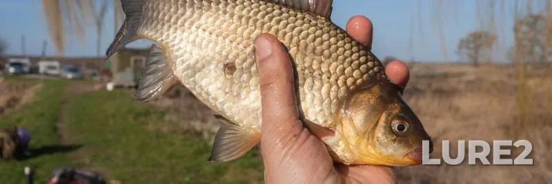 Crucian carp — Rіvnenska oblast, Apr 09, 2018, 8:50 AM