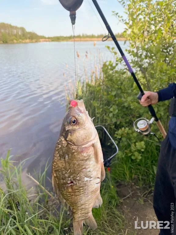 Bream, Roach — Viliya, Apr 04, 2024