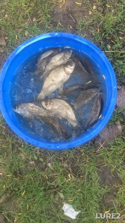 Crucian carp — Rіvnenska oblast, Apr 05, 2017