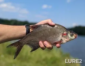 Bream — Basov Kut, Jul 16, 2023, 3:39 PM