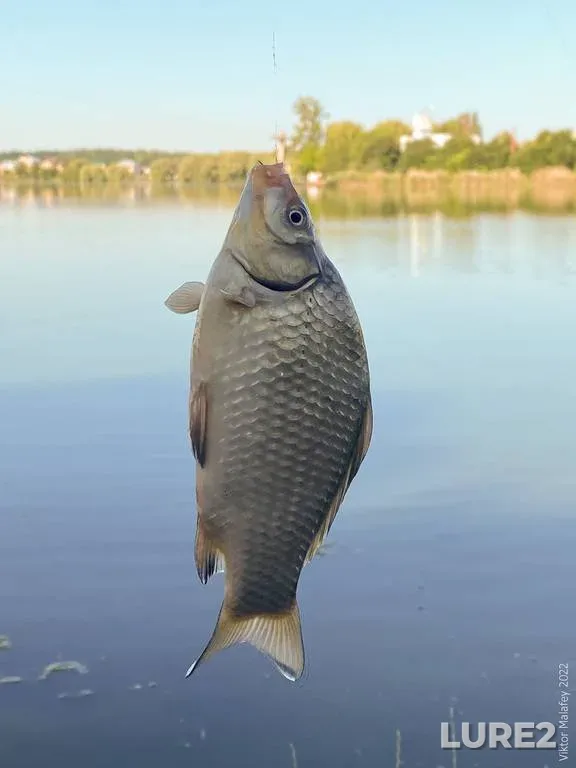 Crucian carp — Basov Kut, Jun 25, 2022, 8:36 AM