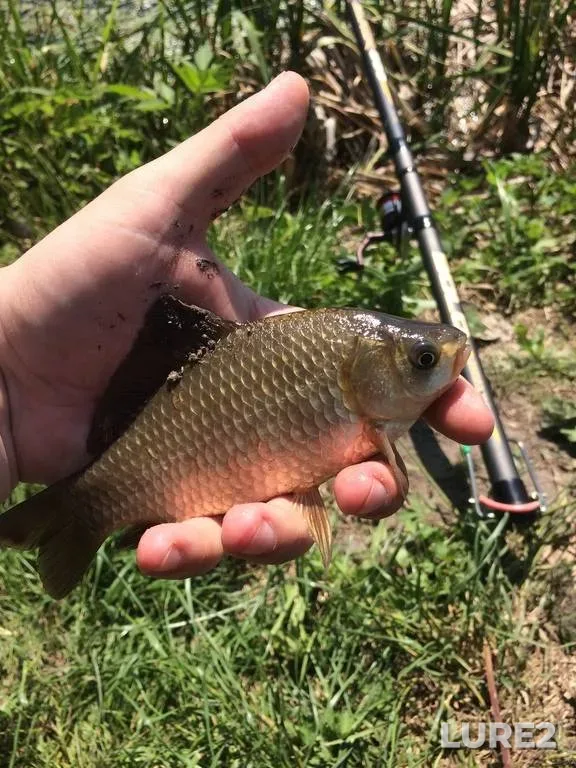 Crucian carp — Rіvnenska oblast, May 30, 2018, 10:48 AM