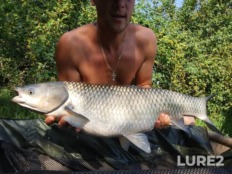 Grass carp — Kіrovogradska oblast, Kropivnitskiy rayon, Aug 05, 2017, 9:38 AM