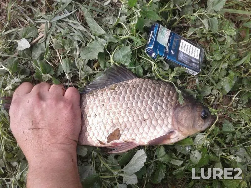 Crucian carp — Karachunovskoye, May 15, 2018