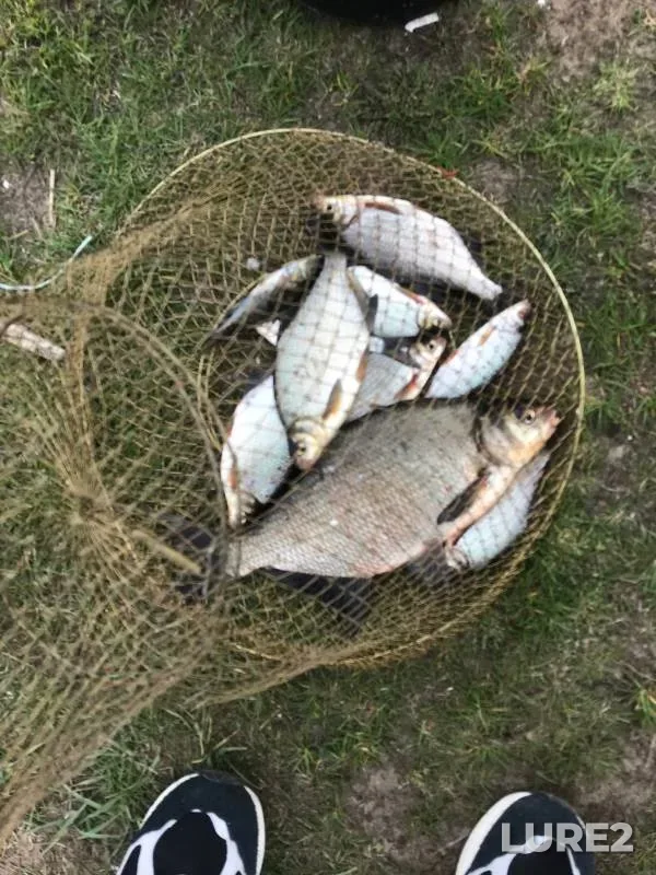 Bream, Roach — Krinitsa, Apr 19, 2024