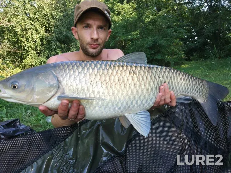 Grass carp — Kіrovogradska oblast, Kropivnitskiy rayon, Aug 04, 2017, 4:32 PM