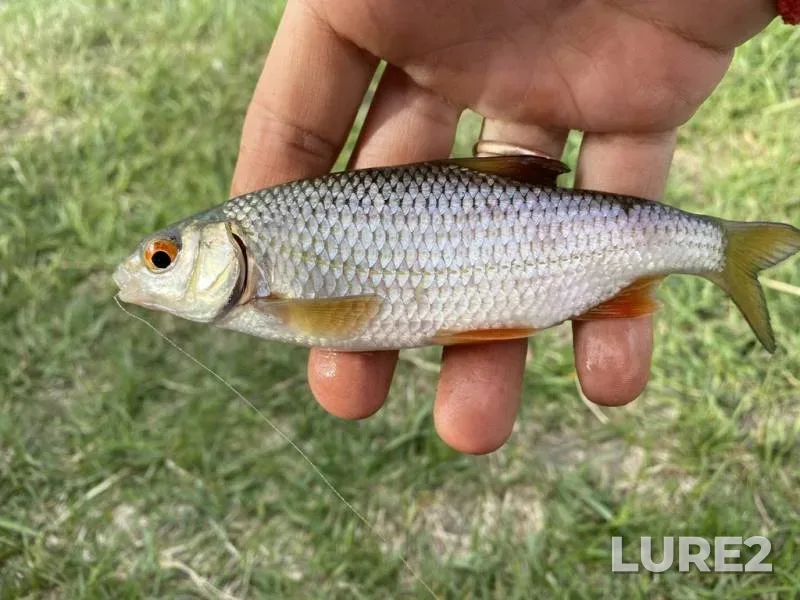 Roach — Rіvnenska oblast, May 11, 2020, 8:45 AM