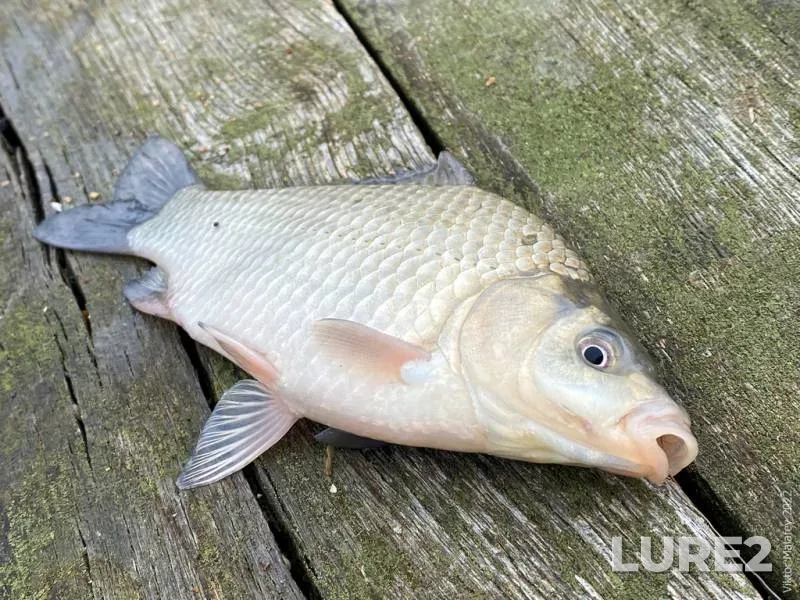 Crucian carp — Putilovka, Sep 23, 2022, 11:27 AM