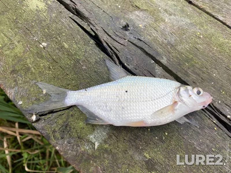 Bream, Roach — Moskovskaya oblast, May 25, 2023