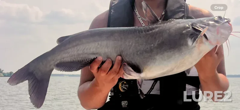 Blue catfish — Lake Moultrie, Jan 11, 2017, 2:18 PM